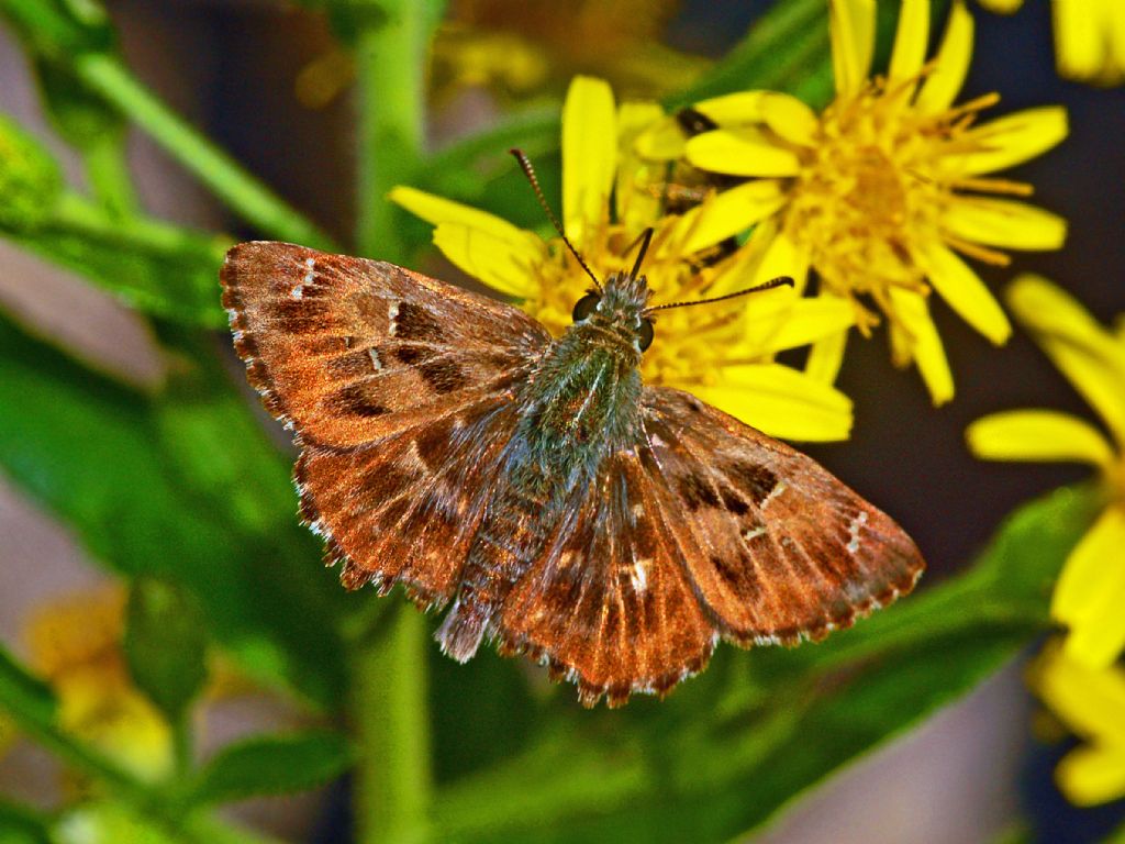 Hesperiidae: Carcharodus alceae, maschio